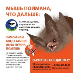 bat_03.jpg
