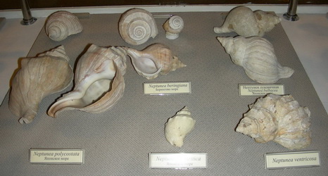 A part of the gastropod exhibition – Buccinidae, genus Neptunea (Far Eastern true whelks)