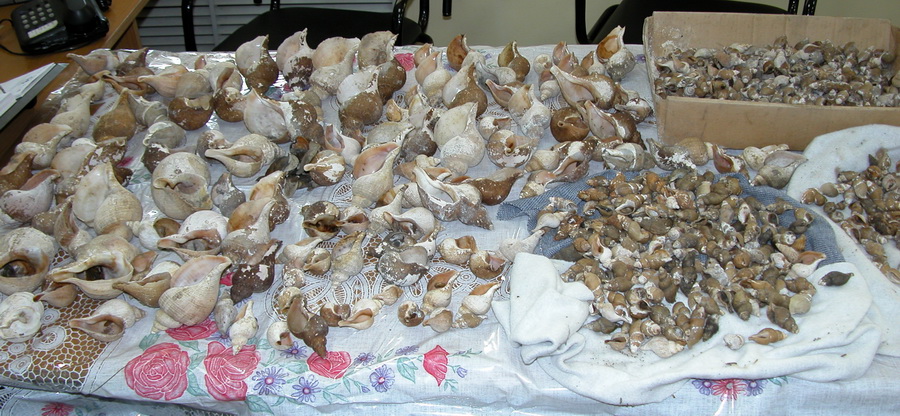 Sorting of gastropods from Russian Far Eastern seas in the museum