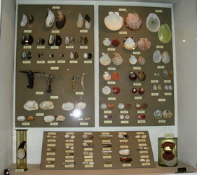 A part of the bivalve’s exhibition