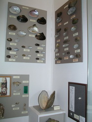 A part of the freshwater bivalve’s exhibition