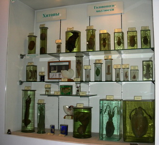 A part of the chiton’s, solenogaster’s and cephalopod exhibition