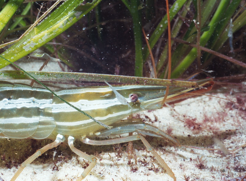 Pandalus latirostris Ratnikov